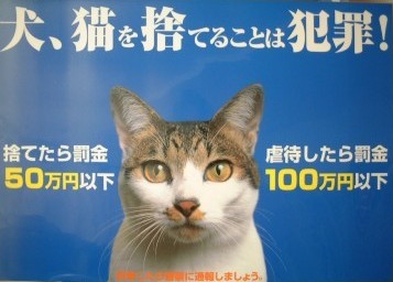 animal_poster 猫顔ポスター.jpg
